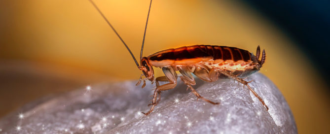 Buda & Kyle Pest Control Company