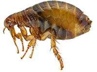 Austin Pest Control Flea and Tick Exterminator 