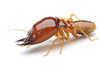 Austin Pest Control Termite Exterminator 