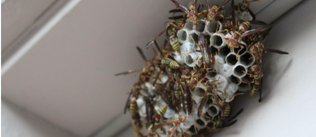 wasp nest removal austin texas pest control