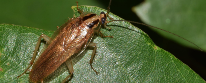 A cockroach