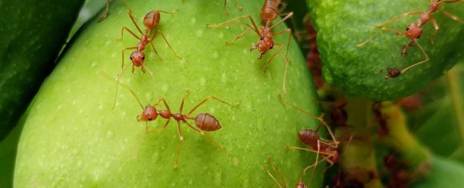 Fire ants on fruit