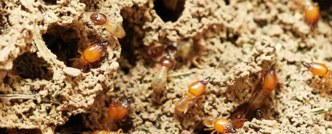 Termites at their nest