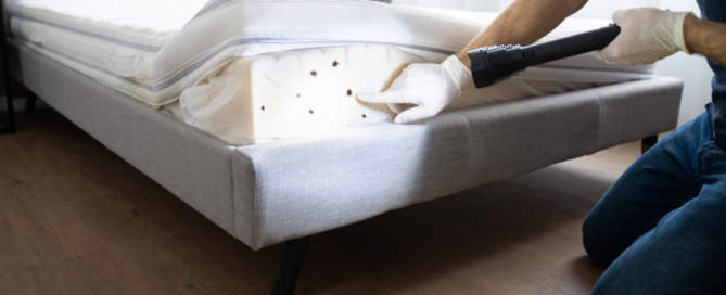 Pests found near the foam