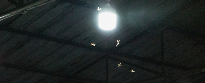 light attracting flies