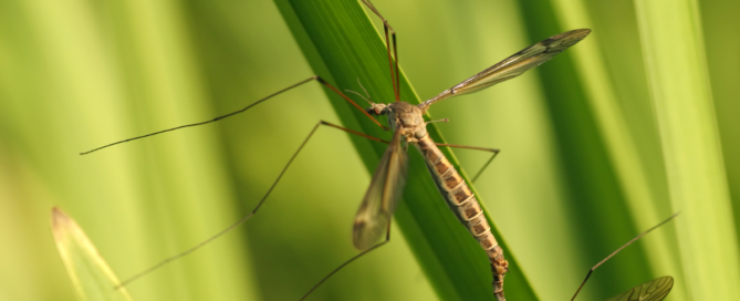 crane fly