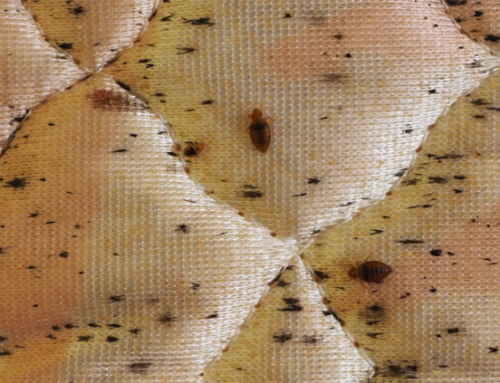 What Are the Signs of a Bed Bug Infestation?