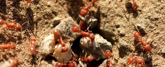 fire ants