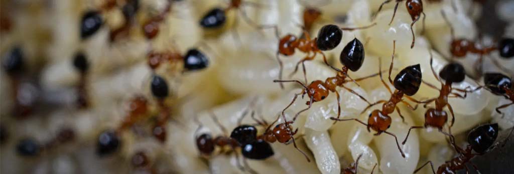 fire ant infestation