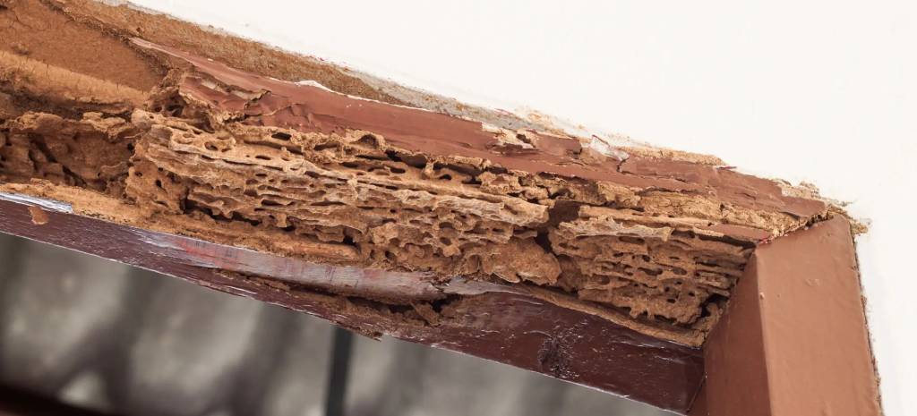 termite damage