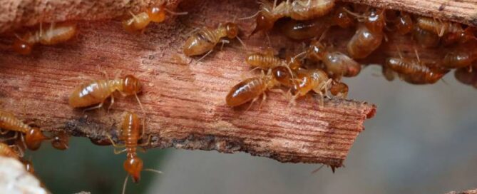 termite infestation