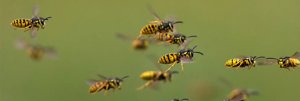 wasps flying