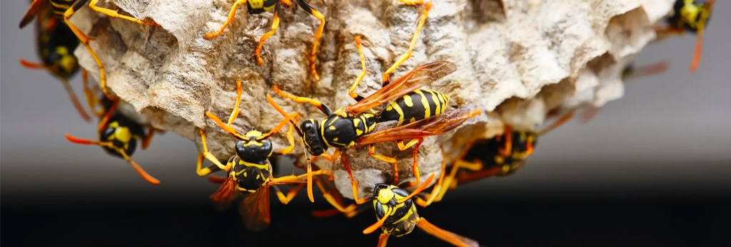 wasp nests