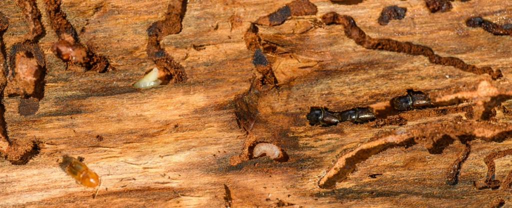 close up of termites