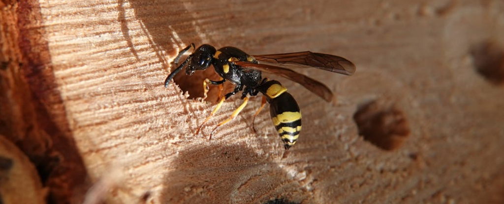 wasp at wood