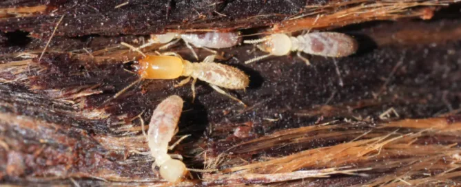 Drywood Termite Treatment Austin