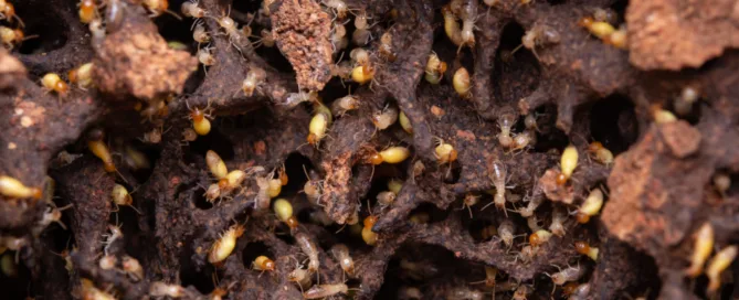 Termite Damage Repair