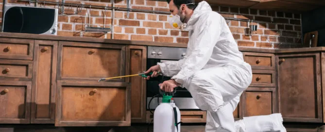 Termite Treatment Options in Austin