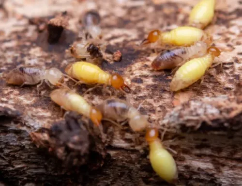 Austin Termite FAQs (Safety, Rain, Remodels, Timing, Warranties)