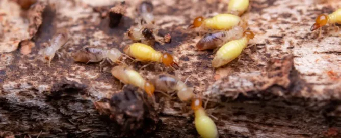 Termites eat wooden planks
