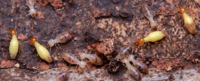 termites vs ants