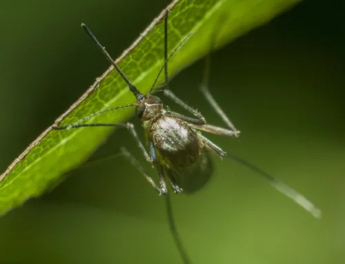 Mosquito Control Costs & Pricing Factors in Austin, TX